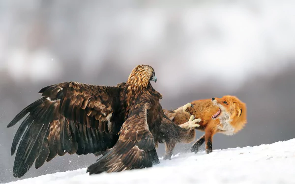 A golden eagle engages with a fox in a snowy winter landscape, capturing the fierce struggle for survival in nature. This dramatic scene showcases the intensity of animal life.