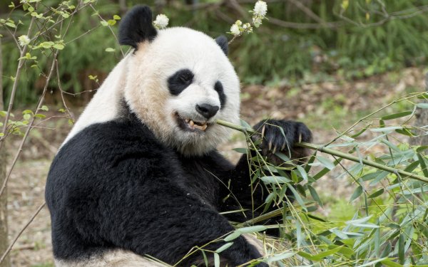 Animal Panda HD Wallpaper | Background Image