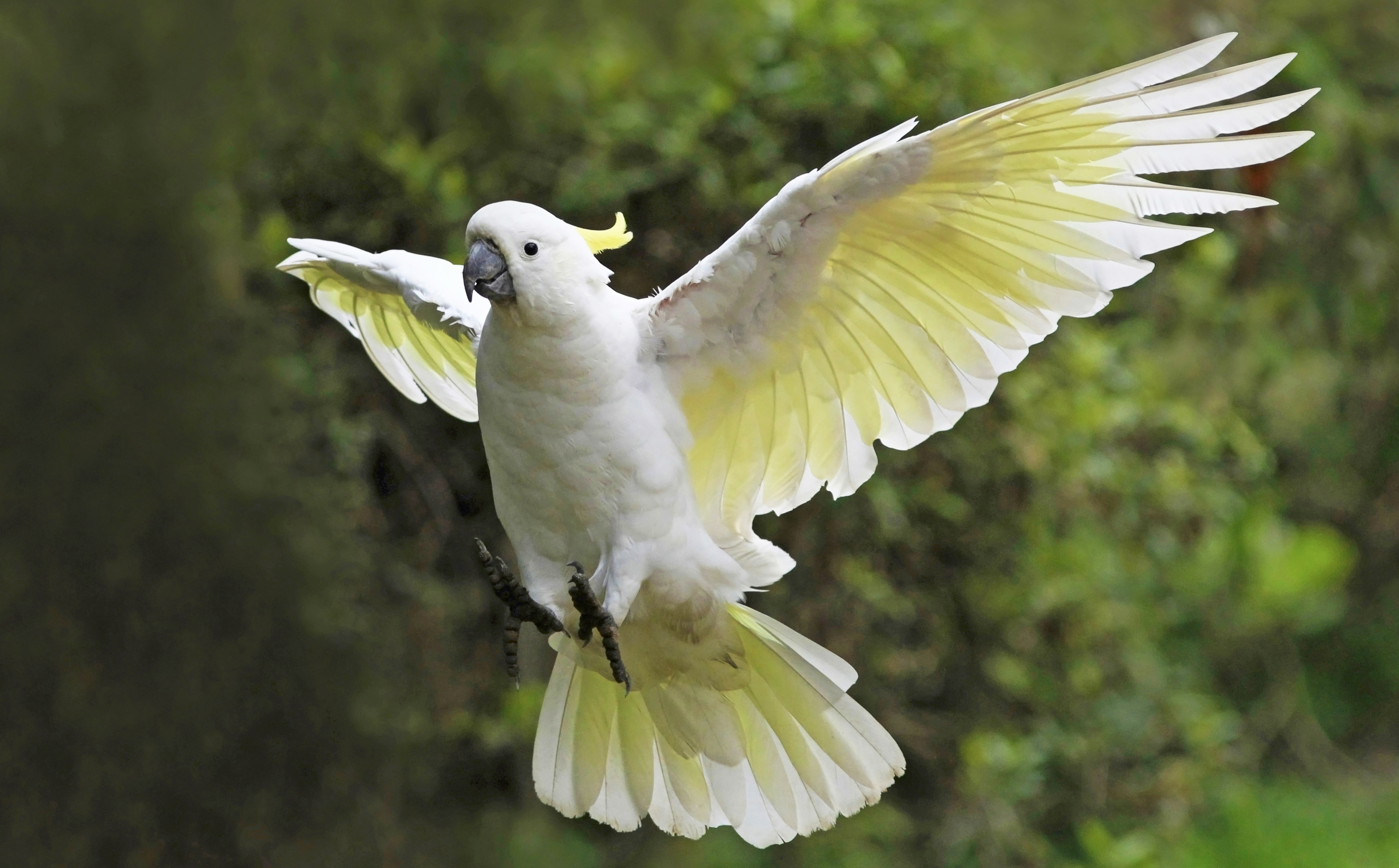 9 Sulphur-crested Cockatoo HD Wallpapers | Background Images