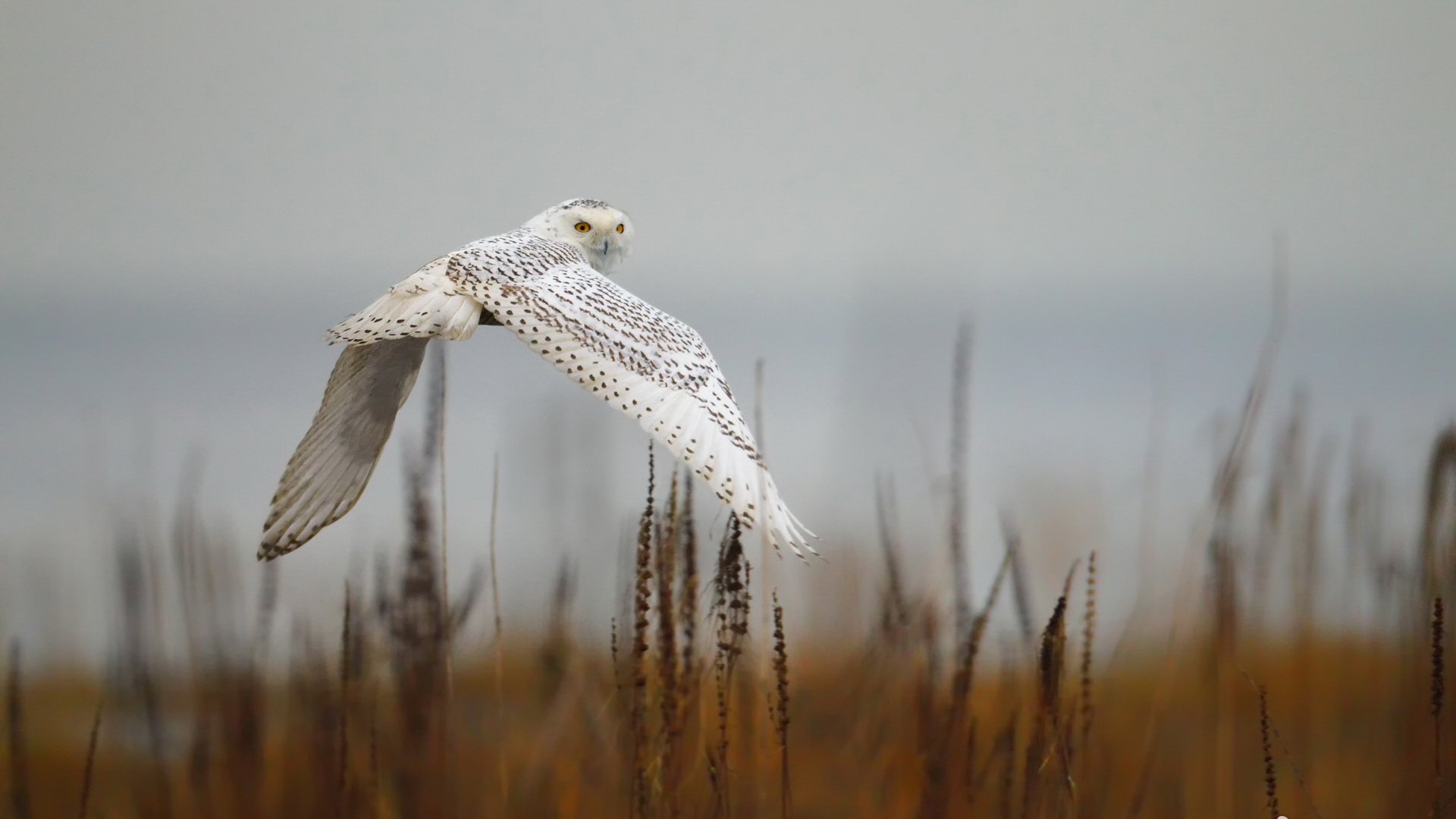 Download Animal Snowy Owl HD Wallpaper