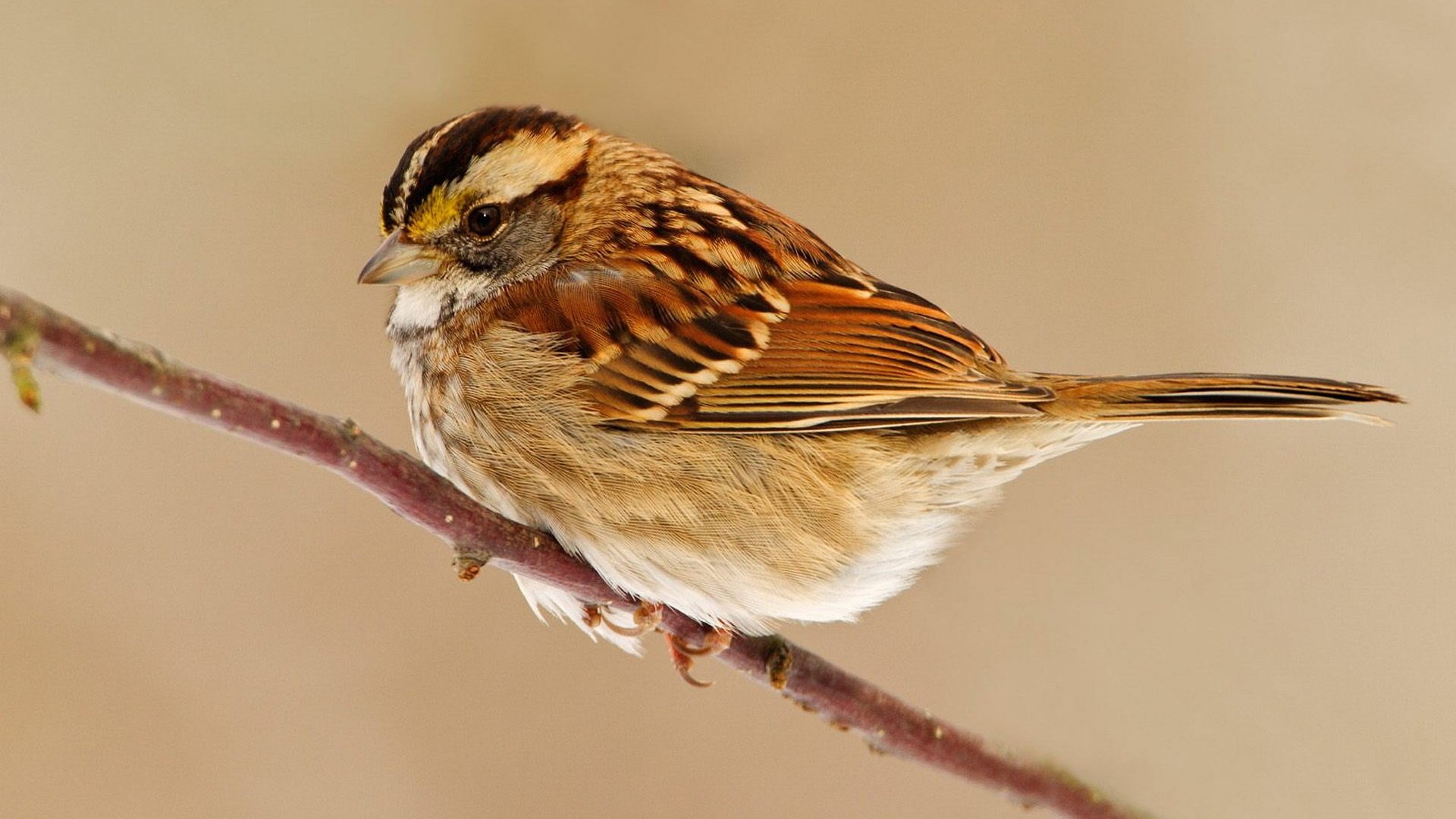 HD PC desktop wallpaper of a sparrow (animal) perched on a thin twig against a soft beige background.