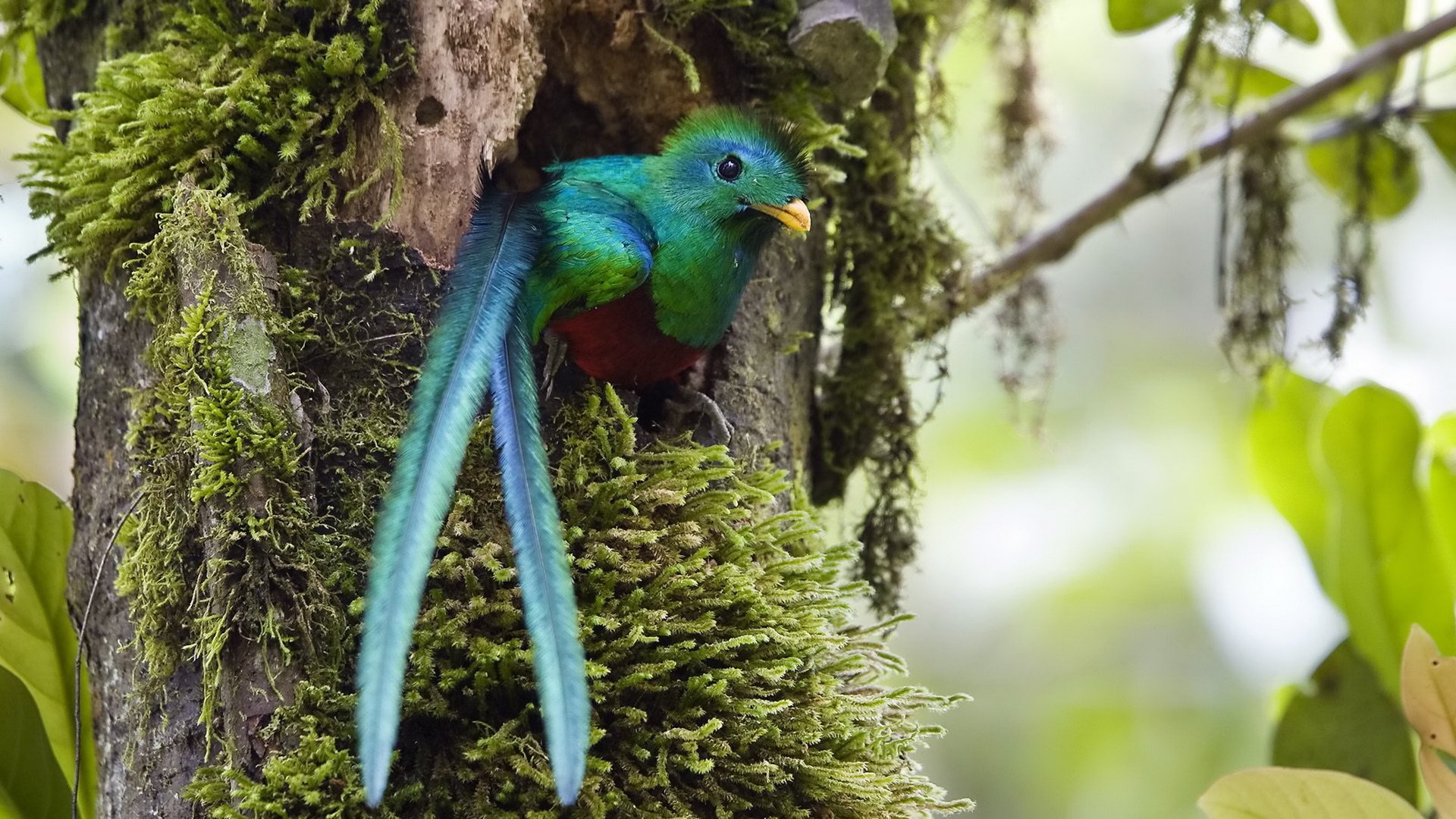 Download Animal Bird Of Paradise HD Wallpaper