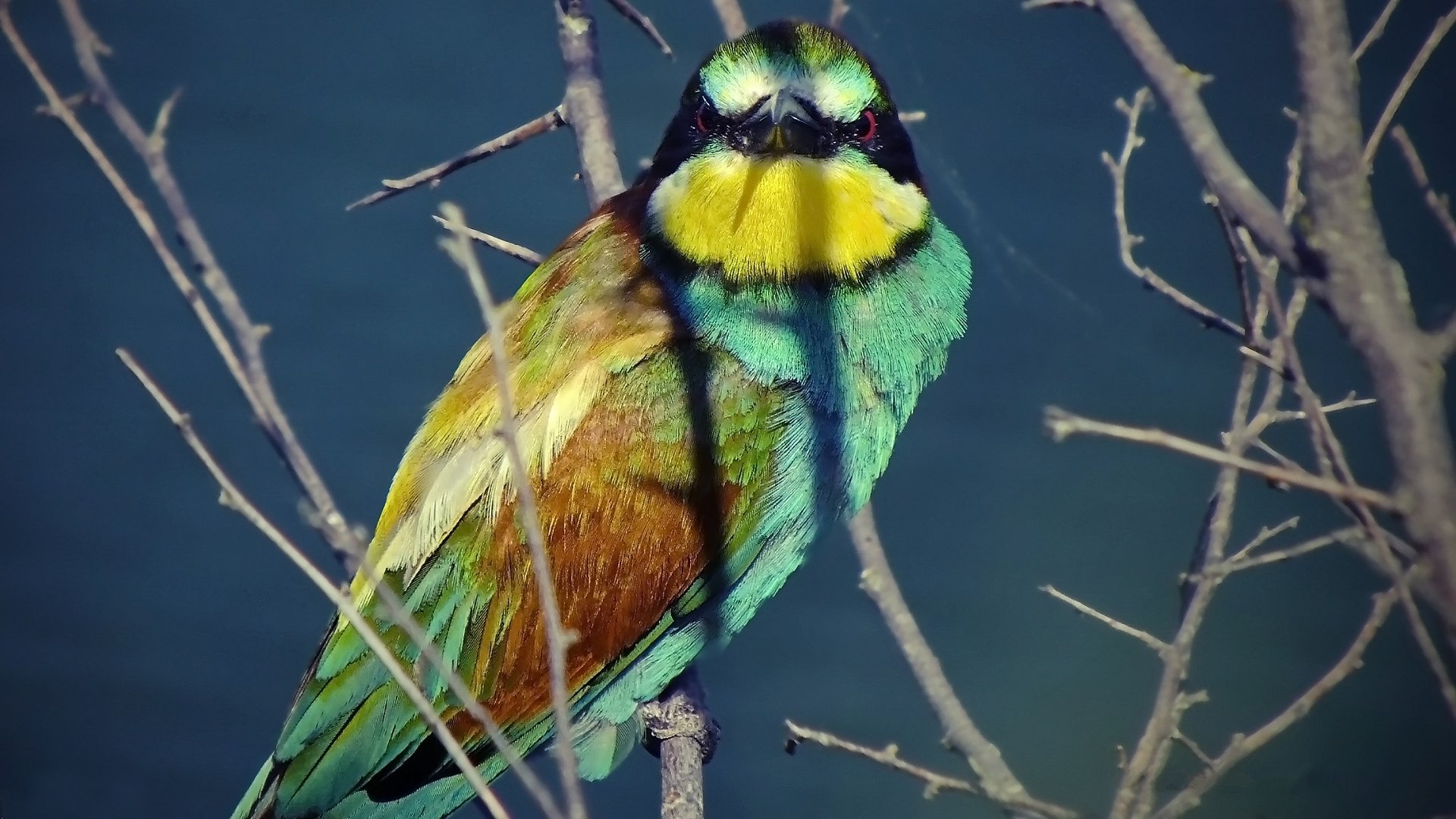 Download Animal Bee-eater HD Wallpaper