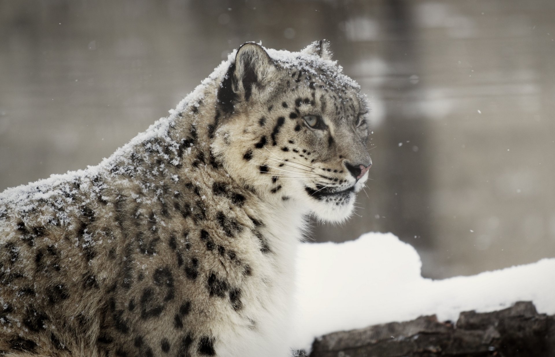Download Animal Snow Leopard HD Wallpaper