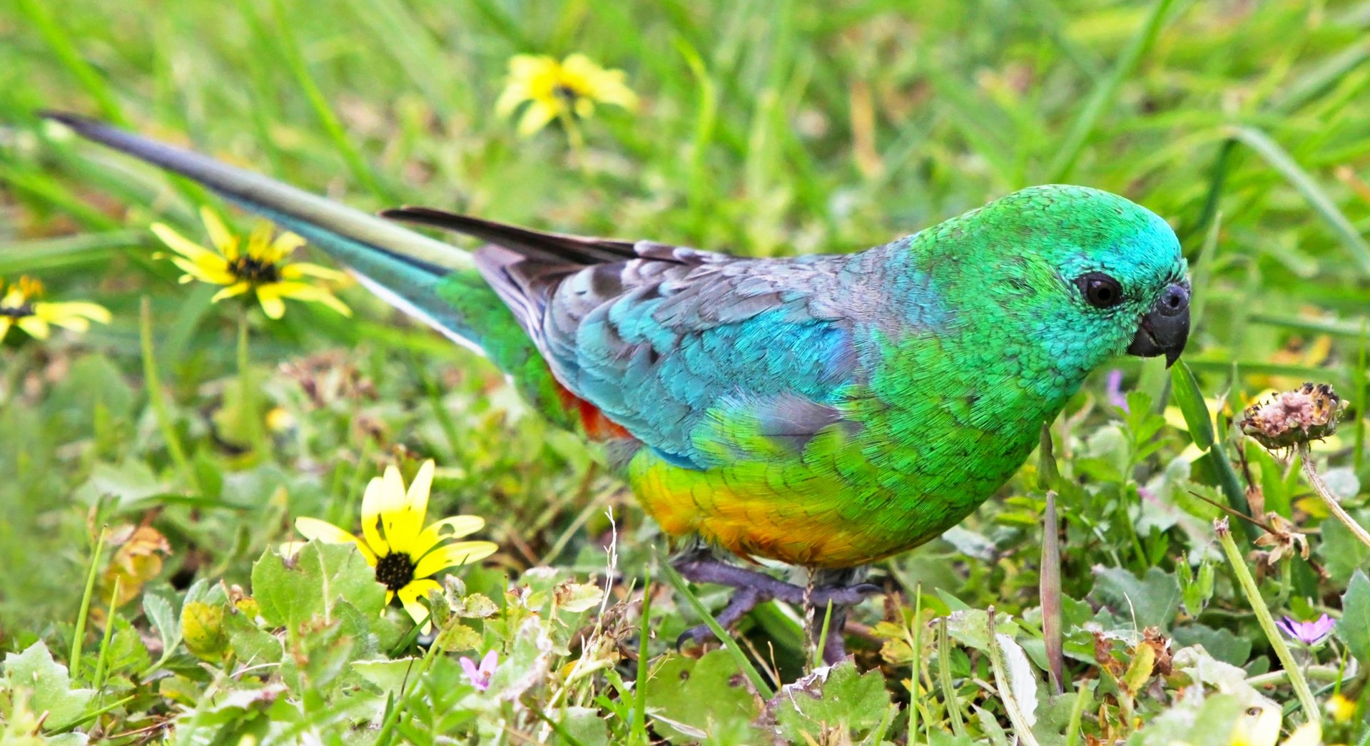 Red-rumped Parrot among yellow flowers and green grass, colorful bird/animal close-up — 2K Quad HD PC desktop wallpaper background.