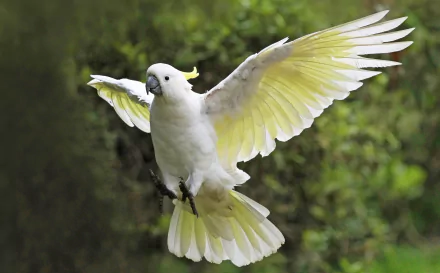 Sulphur-crested cockatoo in mid-flight with wings spread against a blurred green bokeh background, captured in HD for a vibrant desktop wallpaper.