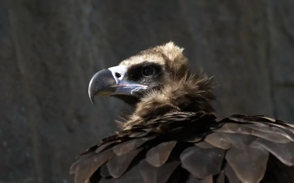 Animal vulture HD Desktop Wallpaper | Background Image