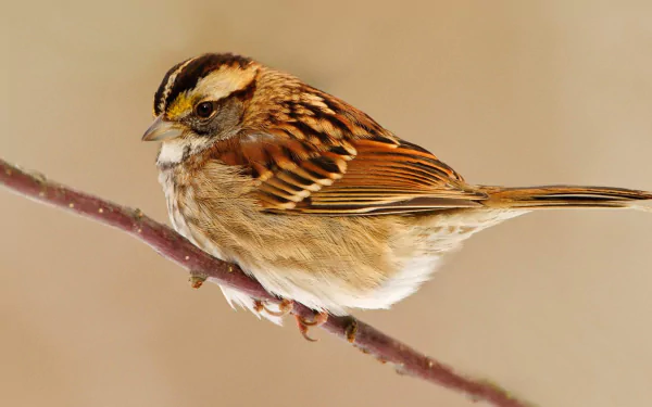 Animal sparrow HD Desktop Wallpaper | Background Image
