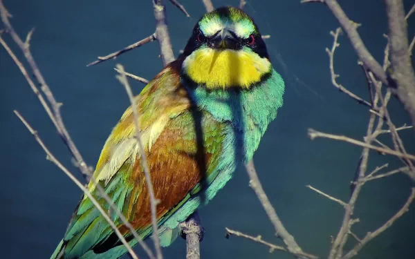 Animal bee-eater HD Desktop Wallpaper | Background Image