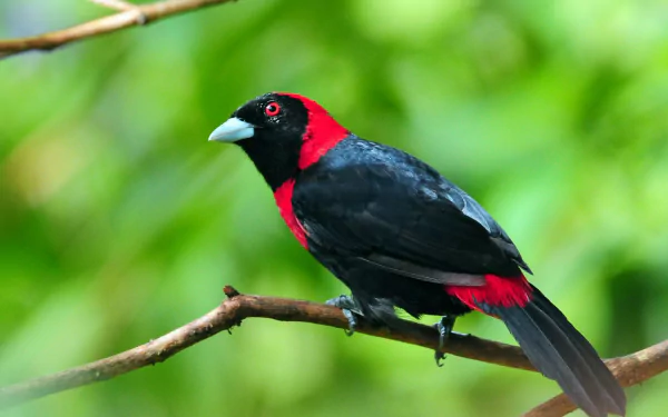 Animal tanager HD Desktop Wallpaper | Background Image