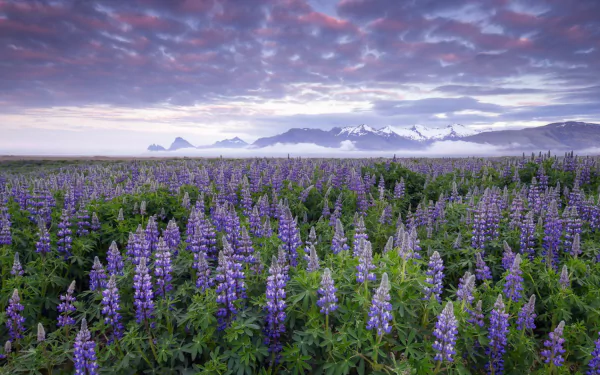 HD desktop wallpaper featuring a vast field of blooming lupine under a dramatic cloudy sky with distant mountains on the horizon.