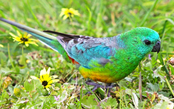 Red-rumped Parrot among yellow flowers and green grass, colorful bird/animal close-up — 2K Quad HD PC desktop wallpaper background.