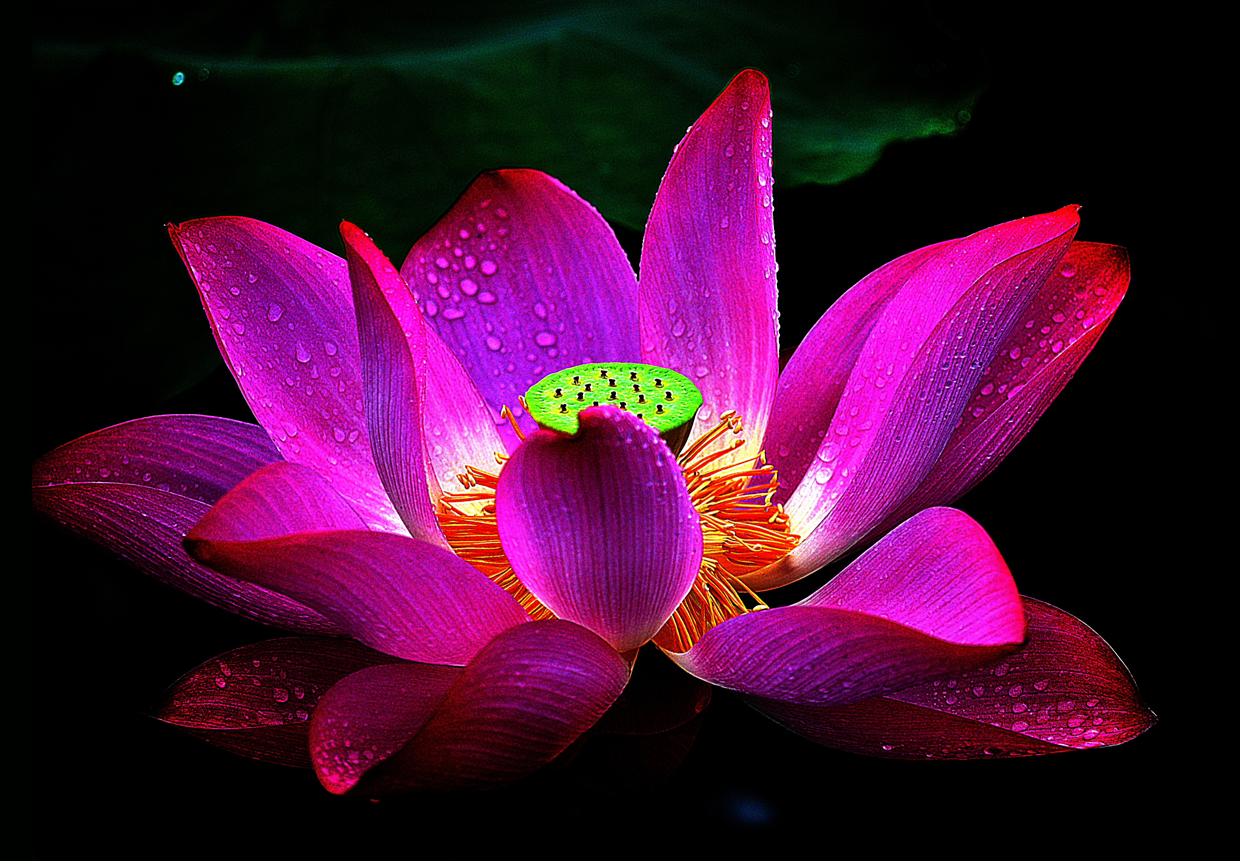 Earth Lotus HD Wallpaper | Background Image