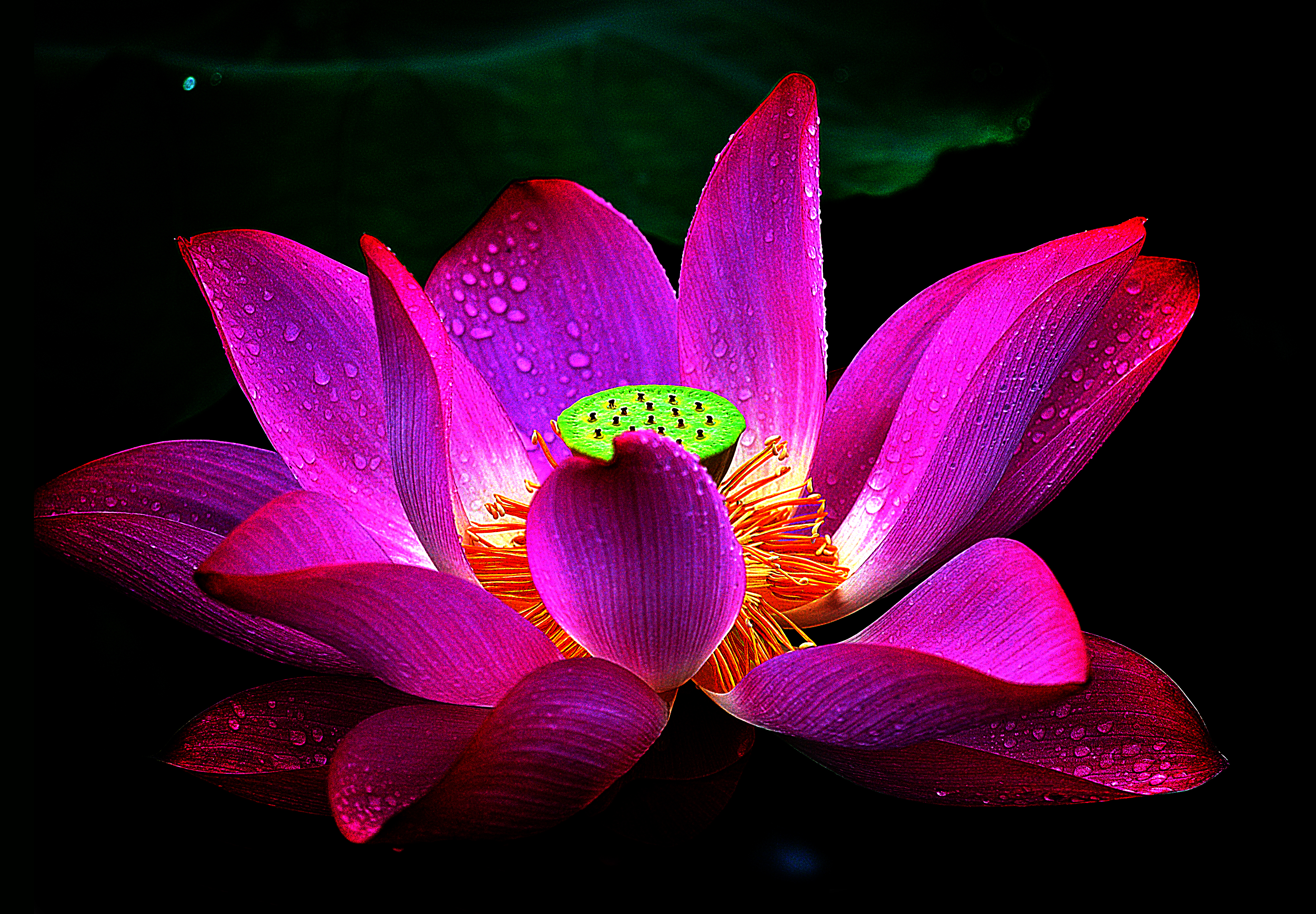 Lotus Flower Plant  Free photo on Pixabay  Pixabay