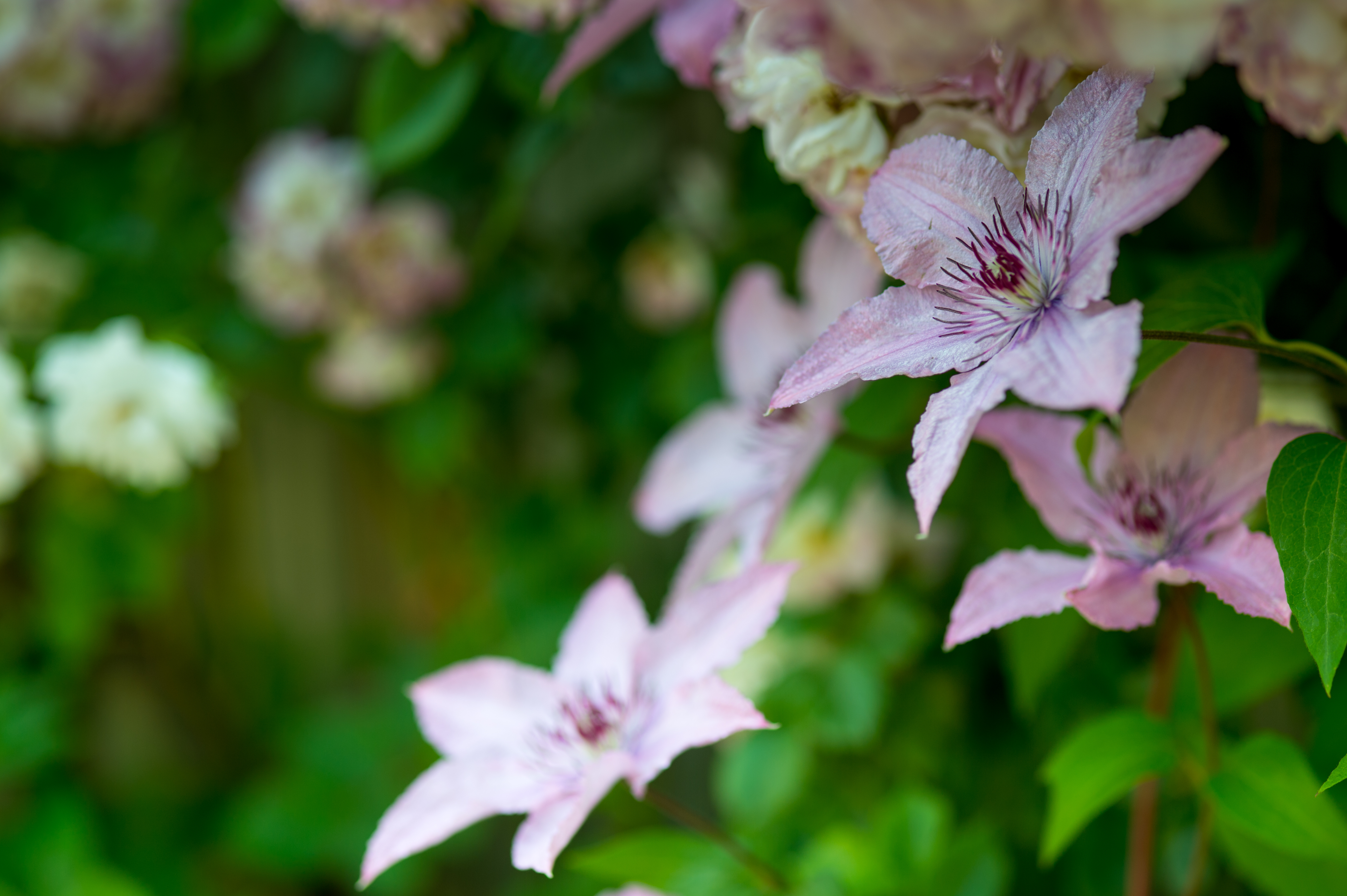 Earth Clematis HD Wallpaper | Background Image
