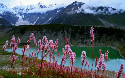 Vibrant pink flowers bloom on a hillside overlooking a serene lake and majestic mountains in Pakistan, showcasing the beauty of nature in a breathtaking landscape.