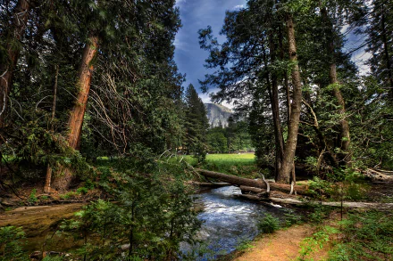 5K Ultra HD desktop wallpaper: Yosemite National Park landscape with Half Dome framed by tall trees, a stream winding through a forest meadow.