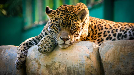 HD desktop wallpaper of a majestic jaguar reclining on a rock, set against a blurred green background.
