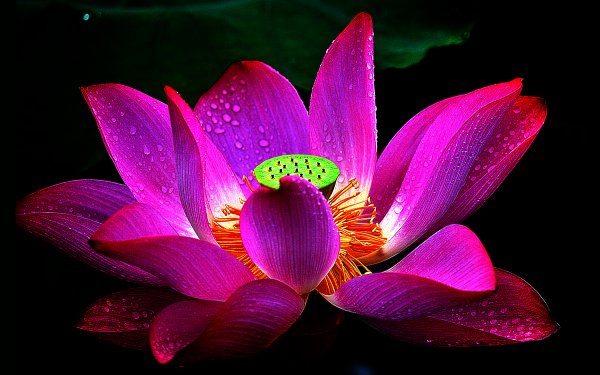 Earth Lotus Flowers Flower Petal Macro Raindrops HD Wallpaper | Background Image