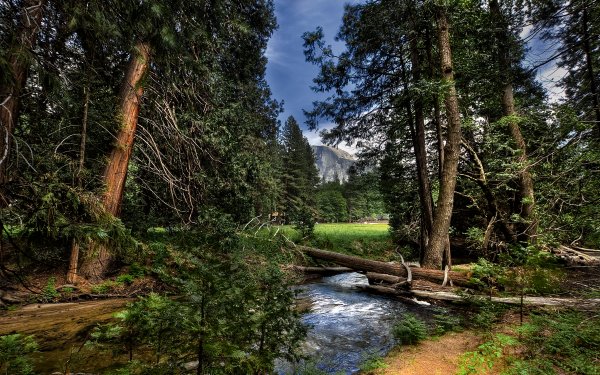 Earth Landscape Yosemite National Park Meadow Tree Forest Stream Half Dome HD Wallpaper | Background Image