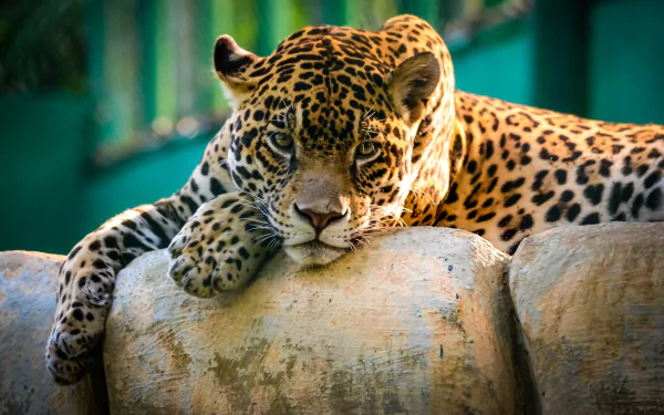 HD desktop wallpaper of a majestic jaguar reclining on a rock, set against a blurred green background.