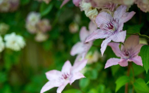 bokeh macro buttercup flower nature clematis HD Desktop Wallpaper | Background Image
