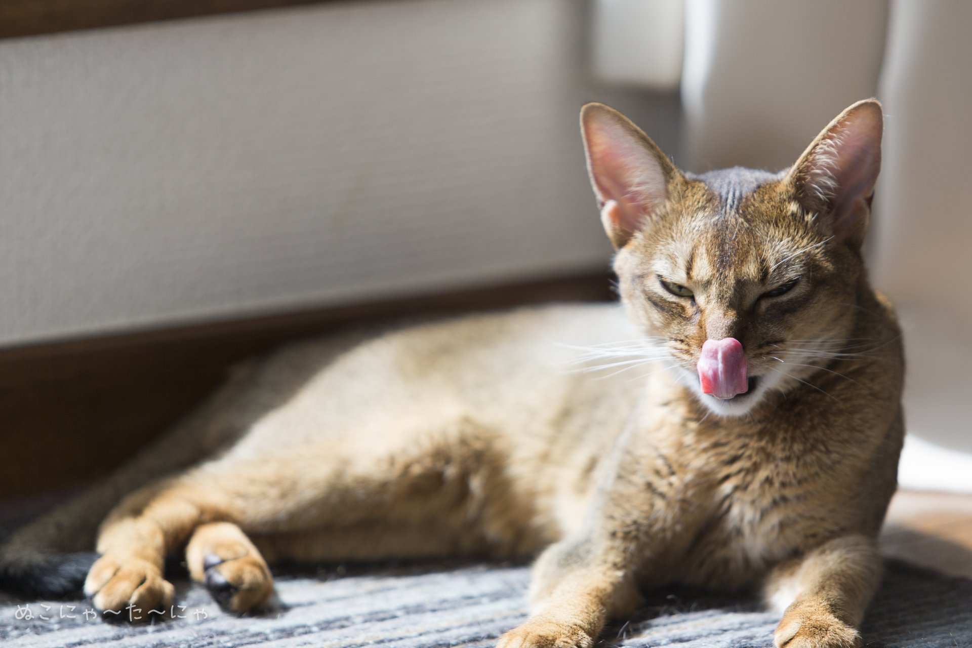 A close-up 4K Ultra HD image of a cat lying down indoors, with its tongue out, captured in soft natural light.