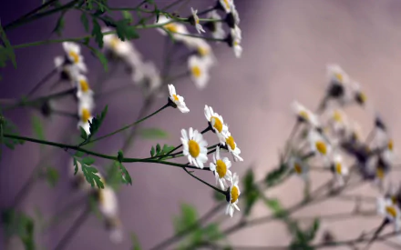A blurred background showcases delicate white flowers with yellow centers, creating a serene and natural ambiance. This HD image makes a beautiful desktop wallpaper or background.