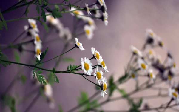 A blurred background showcases delicate white flowers with yellow centers, creating a serene and natural ambiance. This HD image makes a beautiful desktop wallpaper or background.