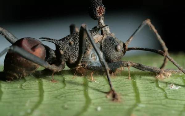 Animal ant HD Desktop Wallpaper | Background Image