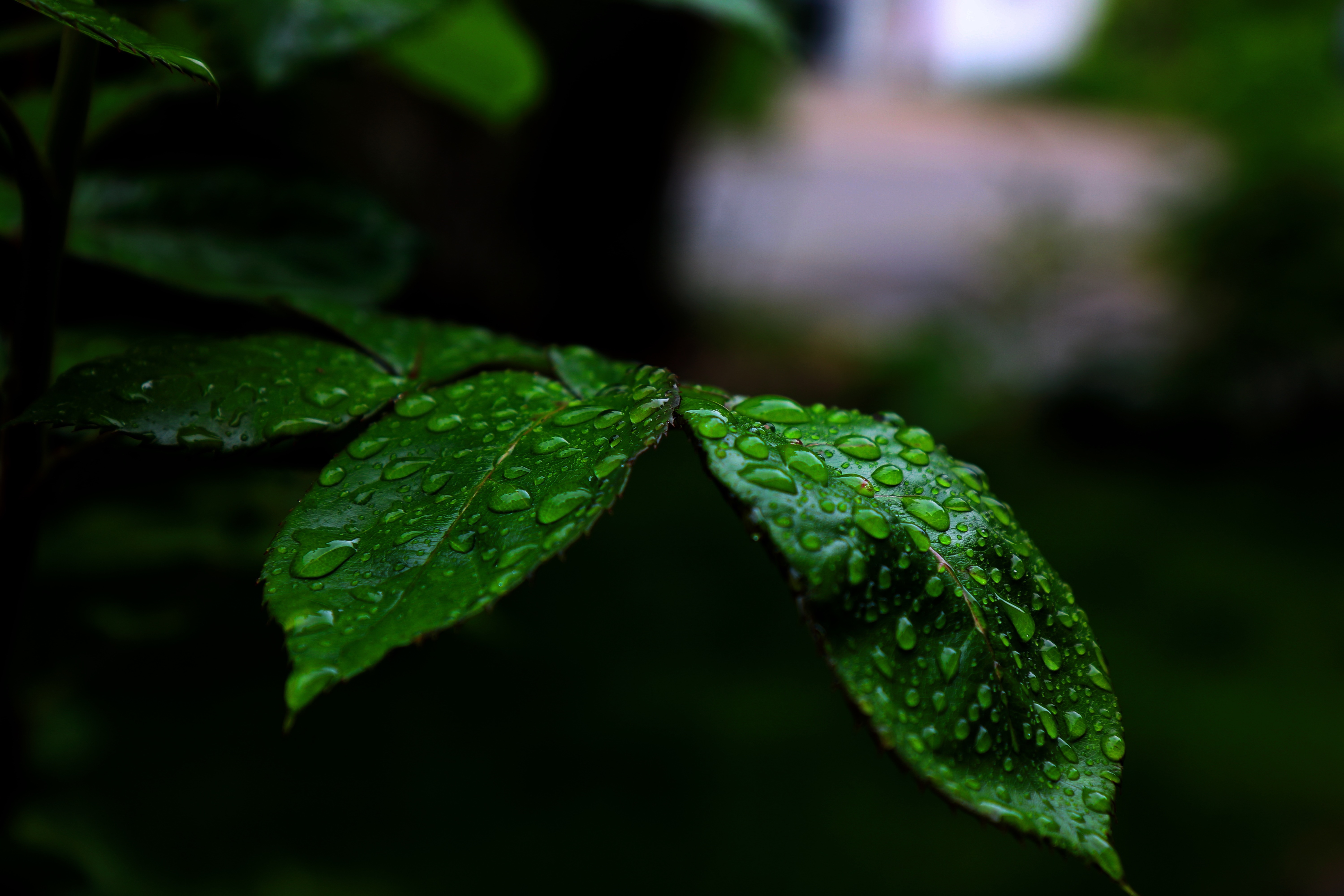 Earth Leaf HD Wallpaper | Background Image