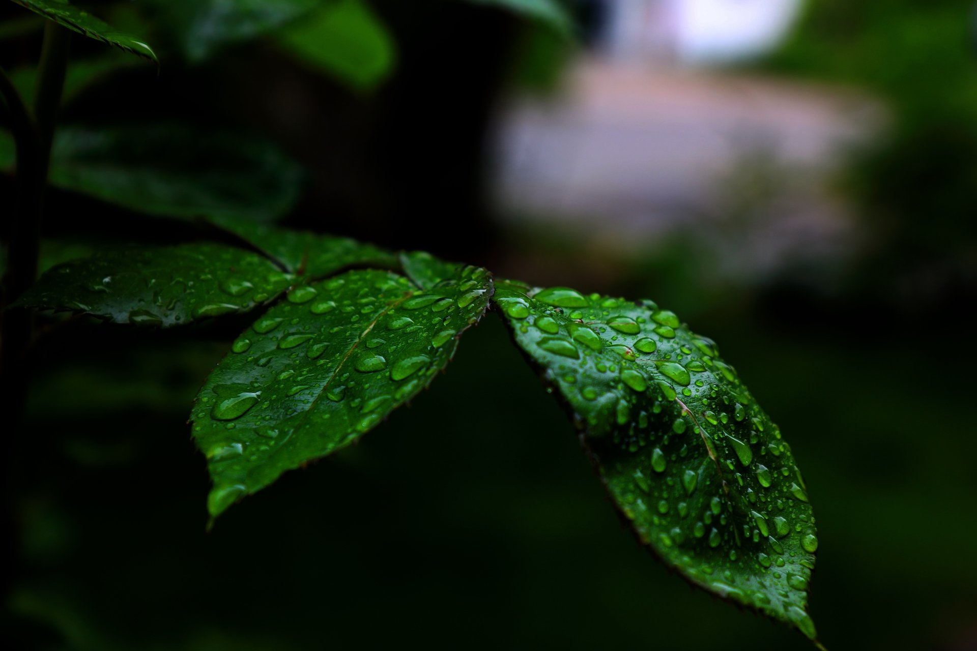 Download Bokeh Macro Raindrops Nature Leaf 4k Ultra HD Wallpaper by lokisi1