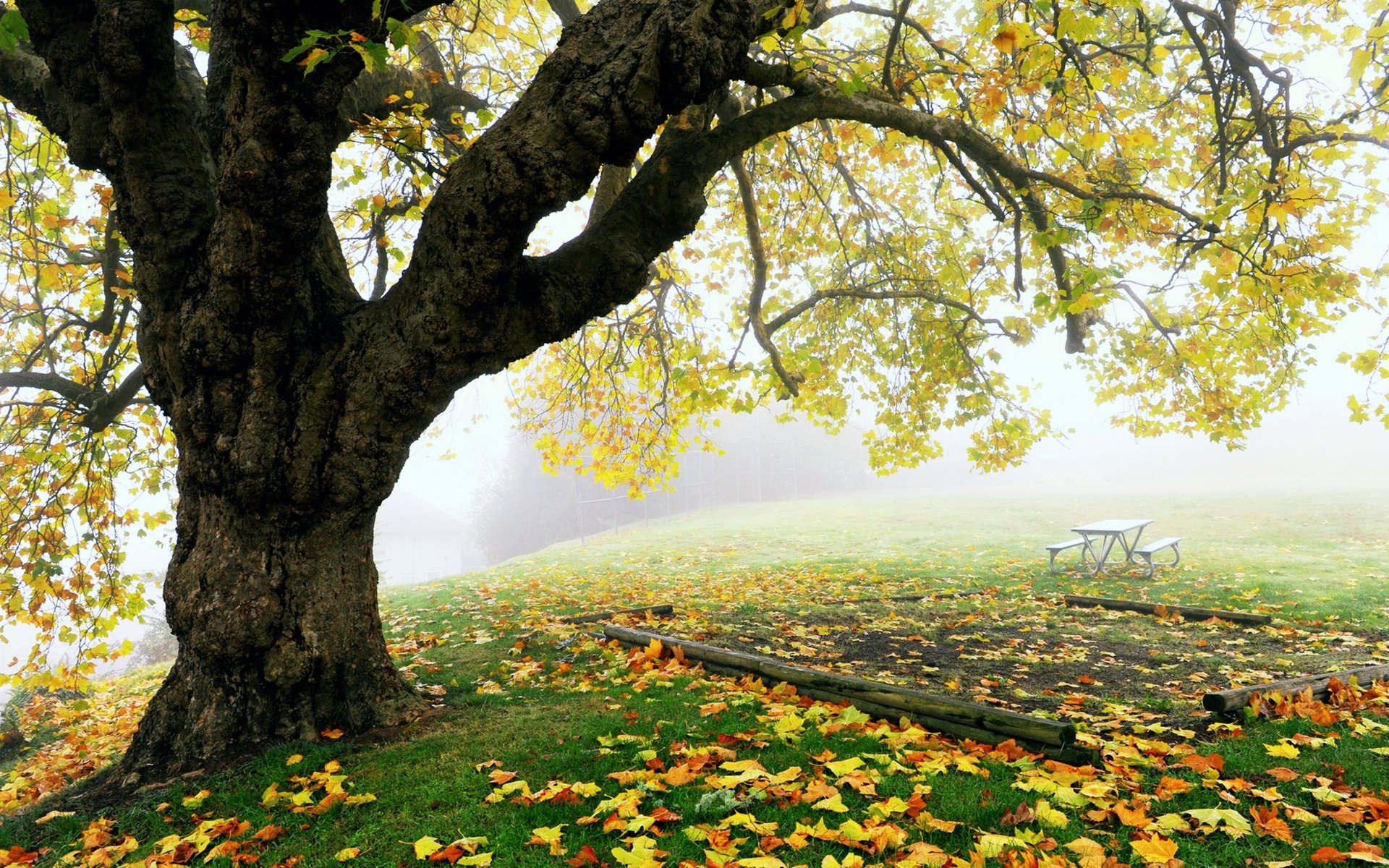 Tree 4k Ultra HD Wallpaper | Background Image | 3840x2400 | ID:600564