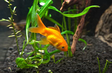 A vibrant goldfish swims among lush green plants in its aquarium habitat, creating a serene and captivating scene for an HD desktop wallpaper and background.