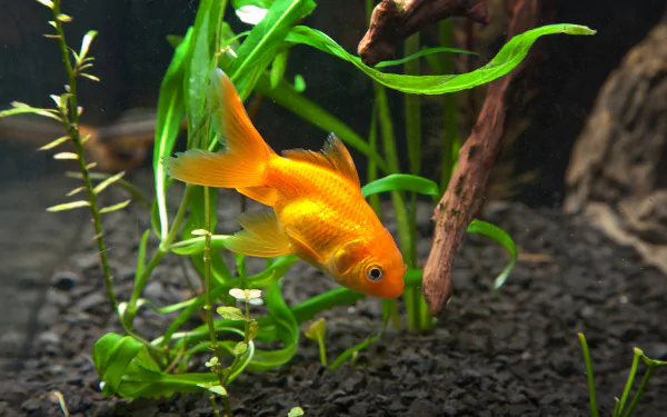 A vibrant goldfish swims among lush green plants in its aquarium habitat, creating a serene and captivating scene for an HD desktop wallpaper and background.