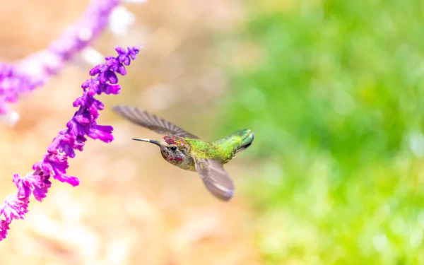 bokeh flower flight Animal hummingbird HD Desktop Wallpaper | Background Image