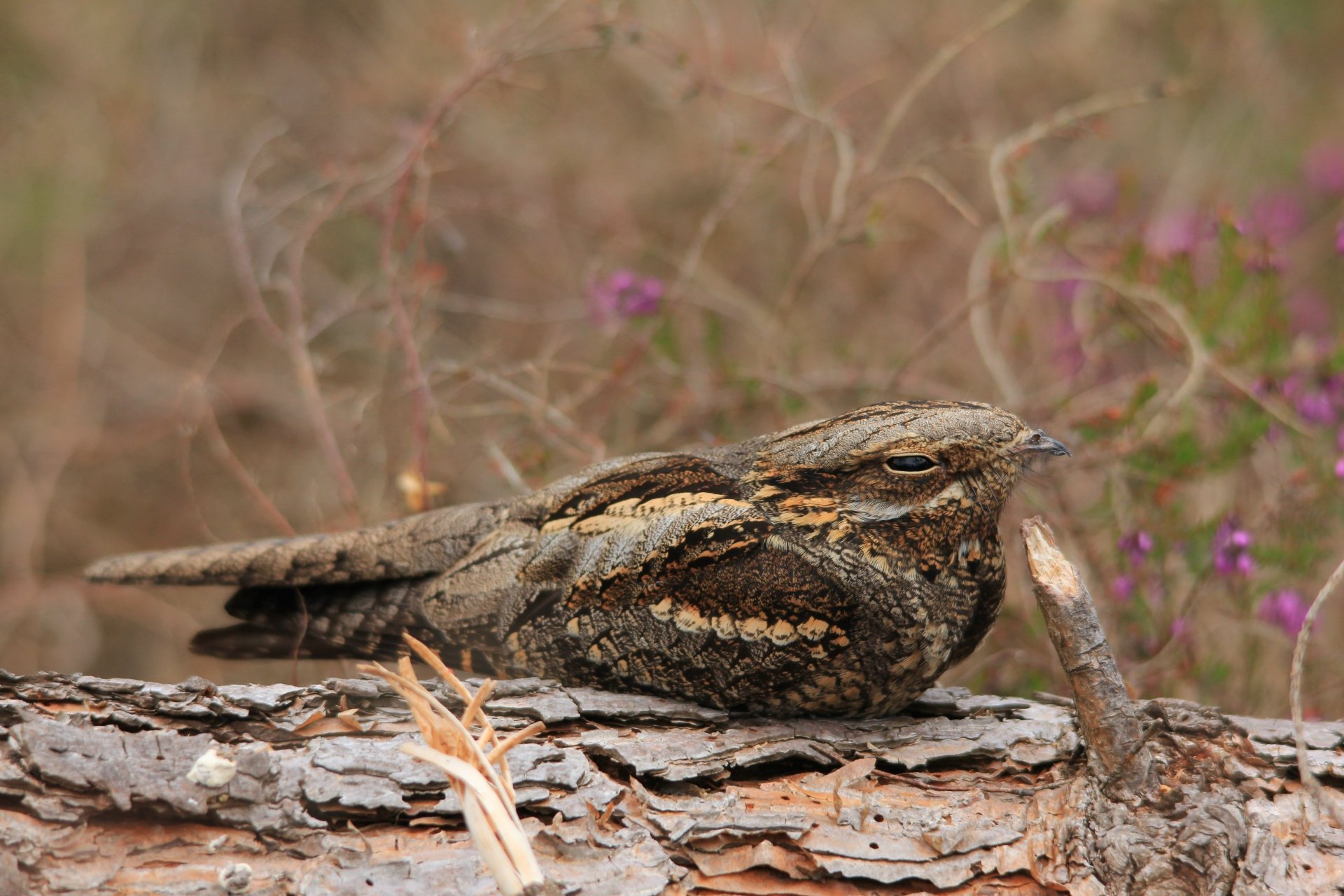 Download Eurasian Nightjar Animal Nightjar 4k Ultra HD Wallpaper