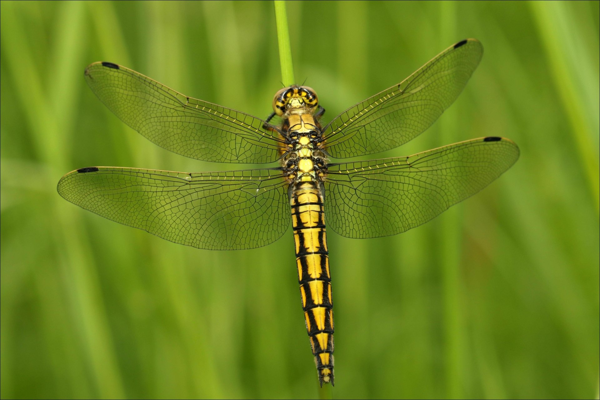 Download Animal Dragonfly 4k Ultra HD Wallpaper