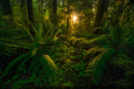 Lush tropical rainforest with vibrant ferns and rich greenery, illuminated by a warm sunbeam filtering through the trees, creating a serene nature scene.