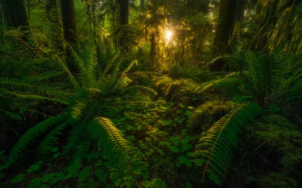Lush tropical rainforest with vibrant ferns and rich greenery, illuminated by a warm sunbeam filtering through the trees, creating a serene nature scene.