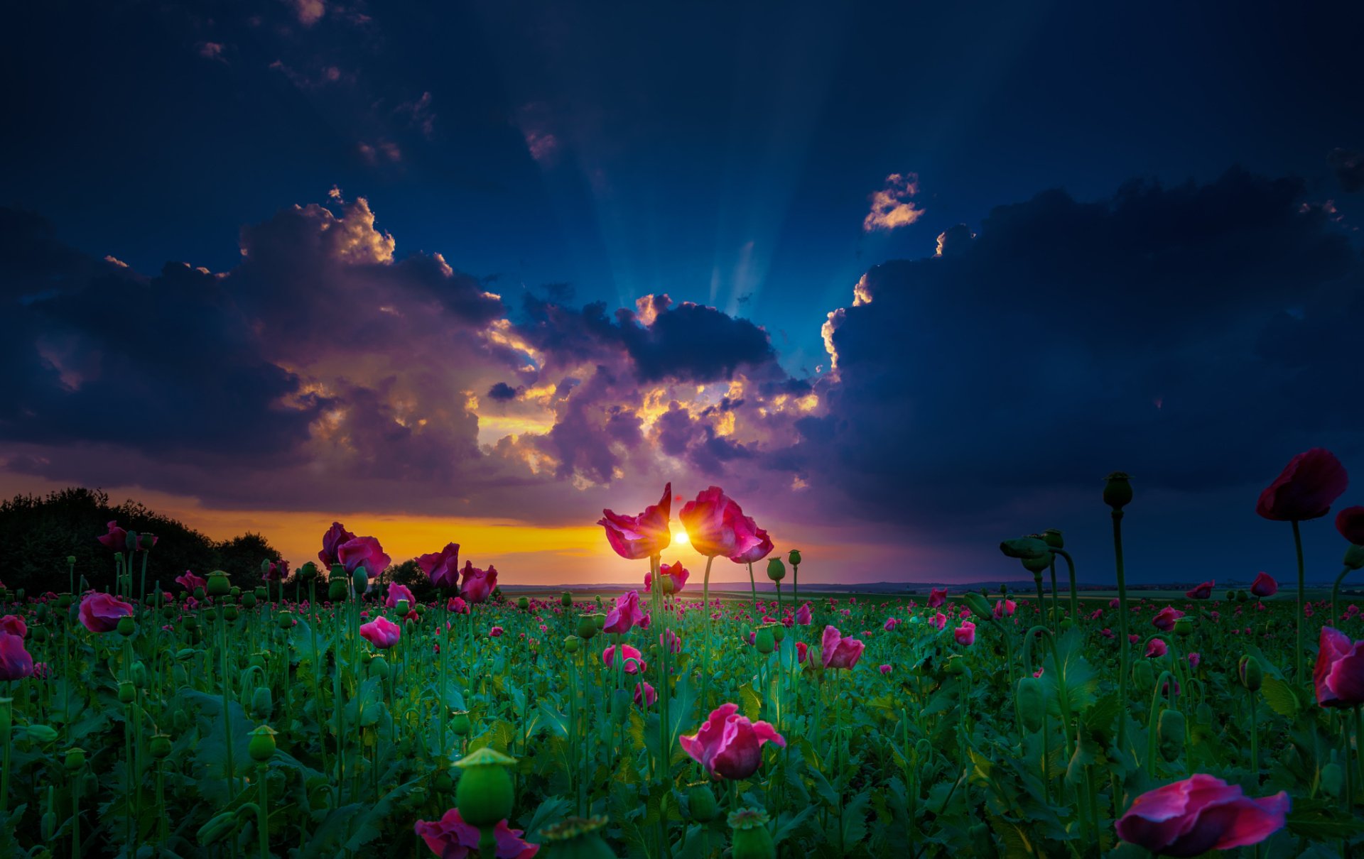 A vibrant landscape showcasing a field of pink flowers under a dramatic sky, illuminated by sunbeams breaking through clouds at sunset. A stunning nature wallpaper for any desktop.