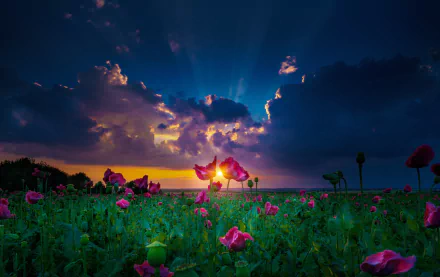 A vibrant landscape showcasing a field of pink flowers under a dramatic sky, illuminated by sunbeams breaking through clouds at sunset. A stunning nature wallpaper for any desktop.