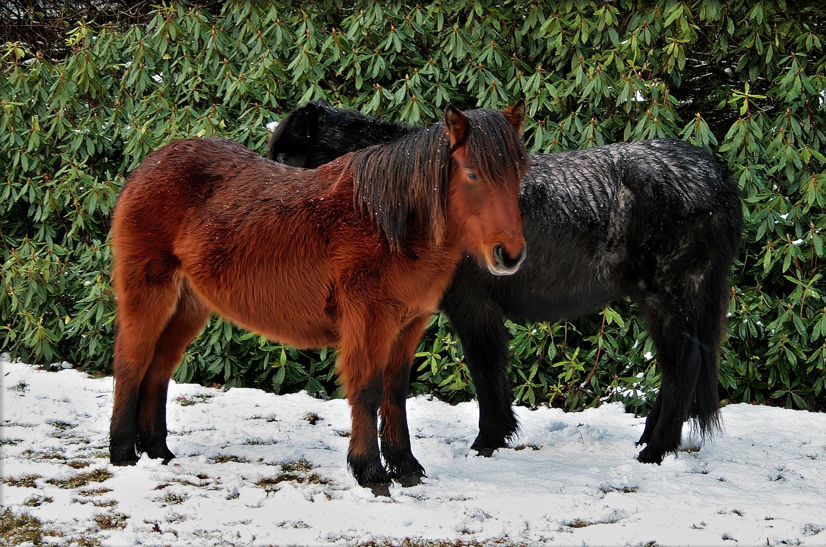 HD desktop wallpaper featuring two horses standing on a snowy ground, with lush green background foliage.