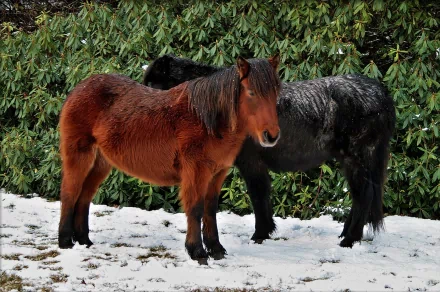 HD desktop wallpaper featuring two horses standing on a snowy ground, with lush green background foliage.