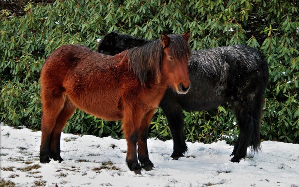 Animal Horse HD Wallpaper | Background Image