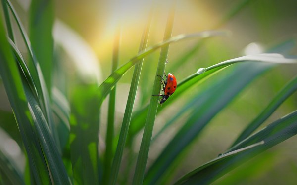 Animal Ladybug Insect Plant Water Drop HD Wallpaper | Background Image
