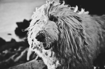 Animal Komondor HD Desktop Wallpaper | Background Image