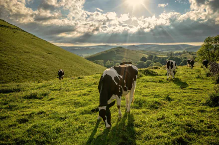 Animal cow HD Desktop Wallpaper | Background Image