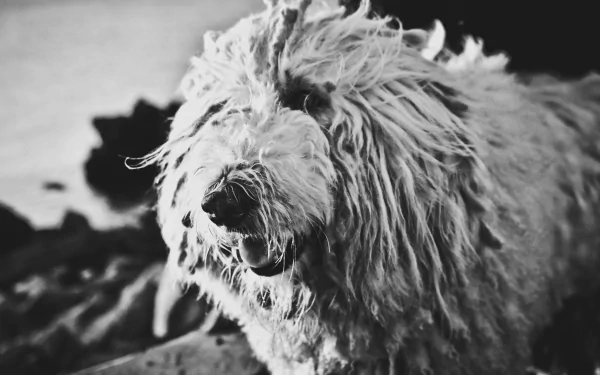 Animal Komondor HD Desktop Wallpaper | Background Image