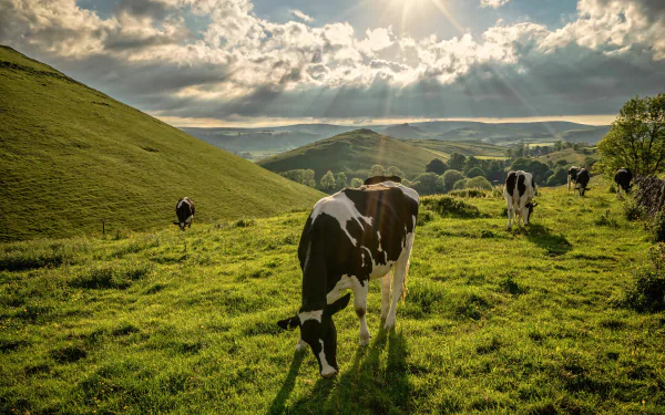 Animal cow HD Desktop Wallpaper | Background Image
